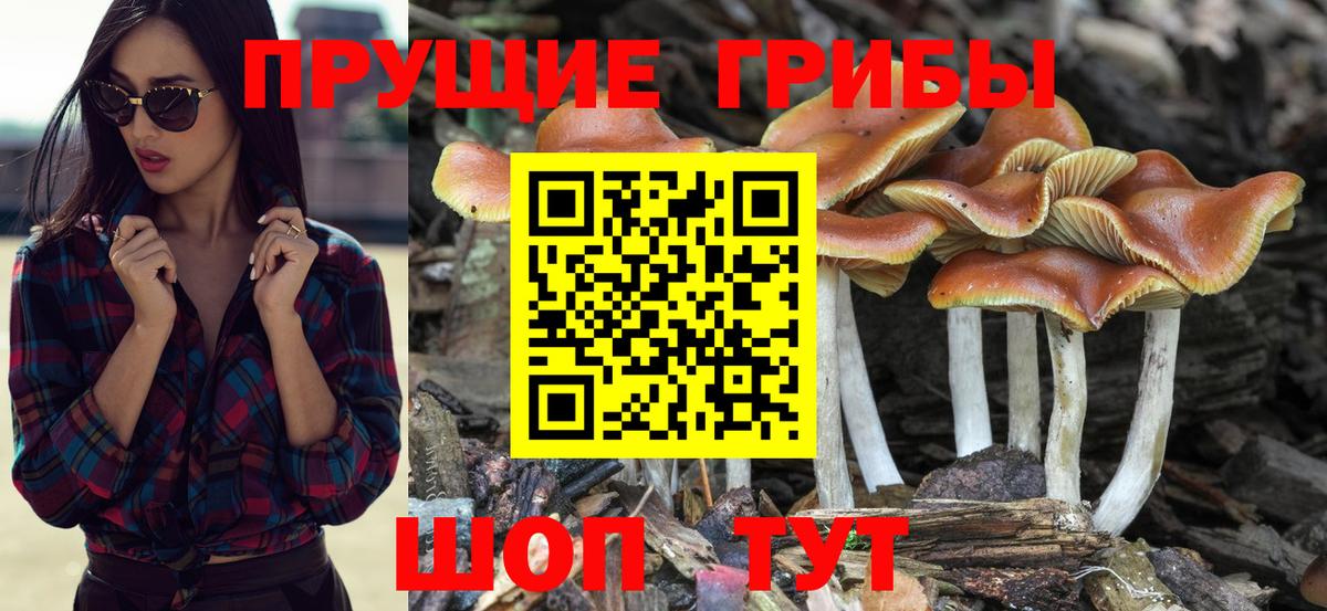 Галлюциногенные грибы GOLDEN TEACHER Ноябрьск